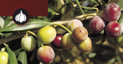 Olivos